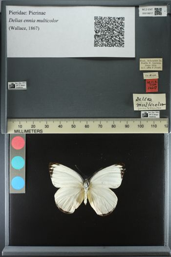Media type: image;   Entomology 16617